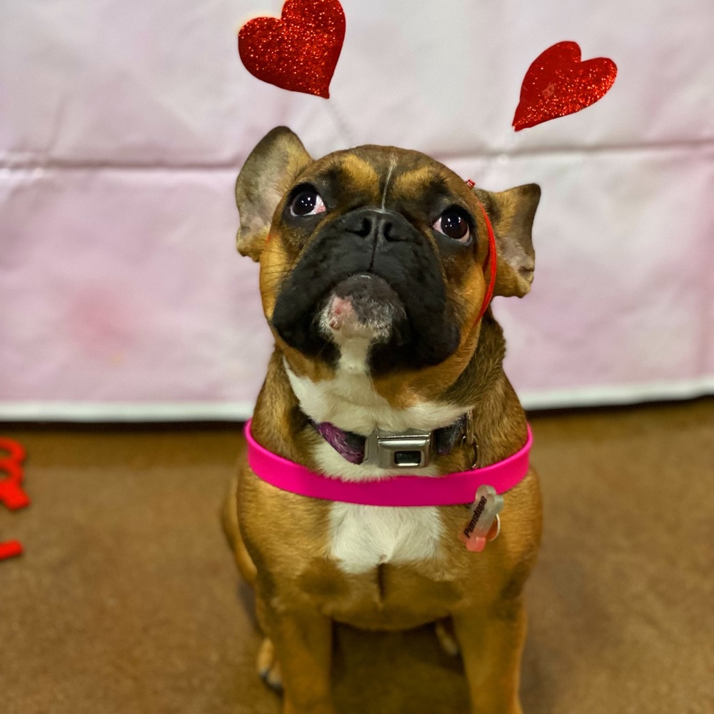 Meet your Posher, Gracie